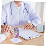 Zoom IMG-1 gleavi anatomico polmonare patologico per