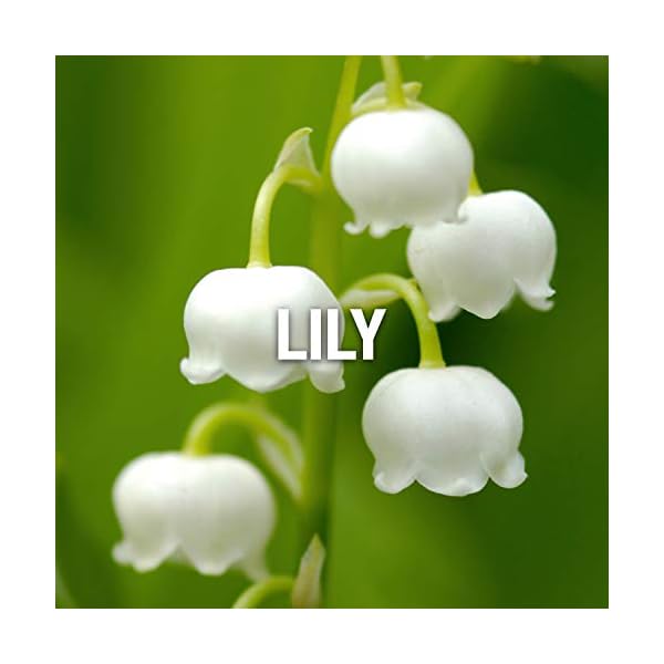 Giorgio Beverly Hills Wings for Women, Eau De Toilette Spray, 3-Ounce