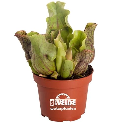 Sarracenia Natural Planta Antimosquitos Carnívora de Fácil Cuidado