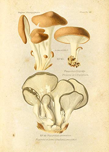 Vintage Botanical Prints | Edible Mushrooms By Ink Inc. | Mushroom Wall Art | Set Of 9 5X7 Unframed #TOP6