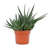 cactus interior tipos Fácil de cuidar. Gasterhaworthia Royal Highness Plantas Suculentas y Cactus Natural