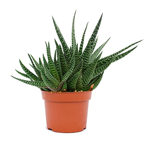 Gasterhaworthia Royal Highness Plantas Suculentas y Cactus Natural