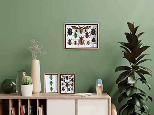 9 Real Mixs Very Rare Insect Taxidermy Set In Boxes Display For Collectibles #TOP2