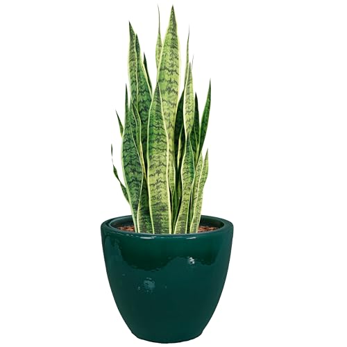 Sunnydaze 14.5-Inch Round Outdoor Glazed Ceramic Plant Pot - Dark Green