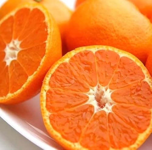 �݂��� �y���Ί_�t�@�[���z �L�c�݂��� �ƒ�p �܂�₩�Ö��݂��� �T�C�Y�s���� 4.5�L�� �a�̎R���L�c�쒬 �s12/��{�`12/���{���o�׊J�n�t