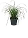 Produktbild 3 Pflanzen Katzengras extra Weich, Cyperus zumula, Katzennahrung