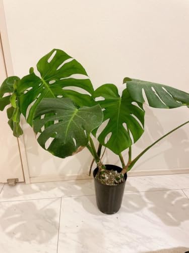 観葉植物 モンステラ 幹上がり」の人気商品一覧・価格比較 - 価格.com