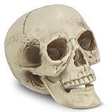 Verwenden Sie es als Dekoration für eine beliebige Anzahl von Veranstaltungen, von Halloween-Partys bis hin zum Gartenfriedhof. Der realistische Skelettkopf wäre ein Highlight in Ihrer gesamten Dekoration und leicht zu erregen.