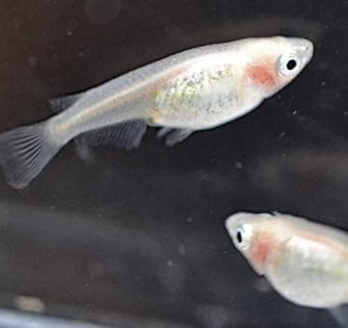 メダカ 紅ほっぺめだか 若魚〜成魚2ぺア 沖縄ストア
