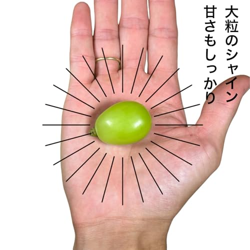 FRUITS PARK 特選 大粒シャインマスカット (甘さしっかり大粒シャイン2房 1200g) の商品画像 2