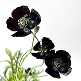 Semillas de amapola de maíz perennes, semillas de variedades antiguas Papaver rhoeas, plantas para lugares soleados semillas de flores, plantas de jardín plantas de jardín resistentes 200pcs