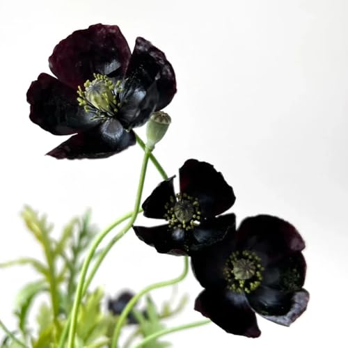 Semillas de amapola de maíz perennes, semillas de variedades antiguas Papaver rhoeas, plantas para lugares soleados semillas de flores, plantas de jardín plantas de jardín resistentes 200pcs