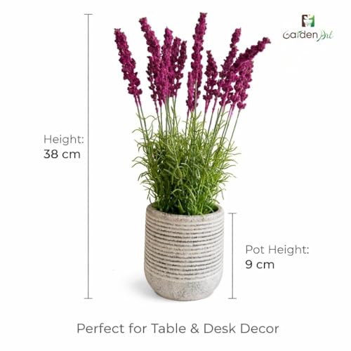 Image of Garden Art Artificial Lavender Plant with Pot - Flocked Purple Lavender Flowers in Textured Pot, Perfect for Home Decor, Office Desk & Gift Use (P-0230Pink)