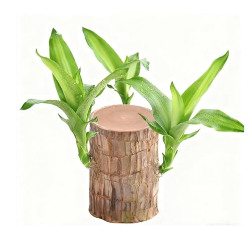 Brazilian Lucky Wood Plant, Brazilian Wood Plant