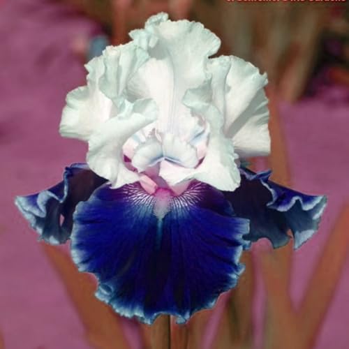 Bearded Iris Bulbs for Planting,Bearded Iris Bulbs Mix,Excellent Display Indoor Perennial Balcony Garden Bulbs,Bearded Iris,Flowering Rhizome-3bulbs-D