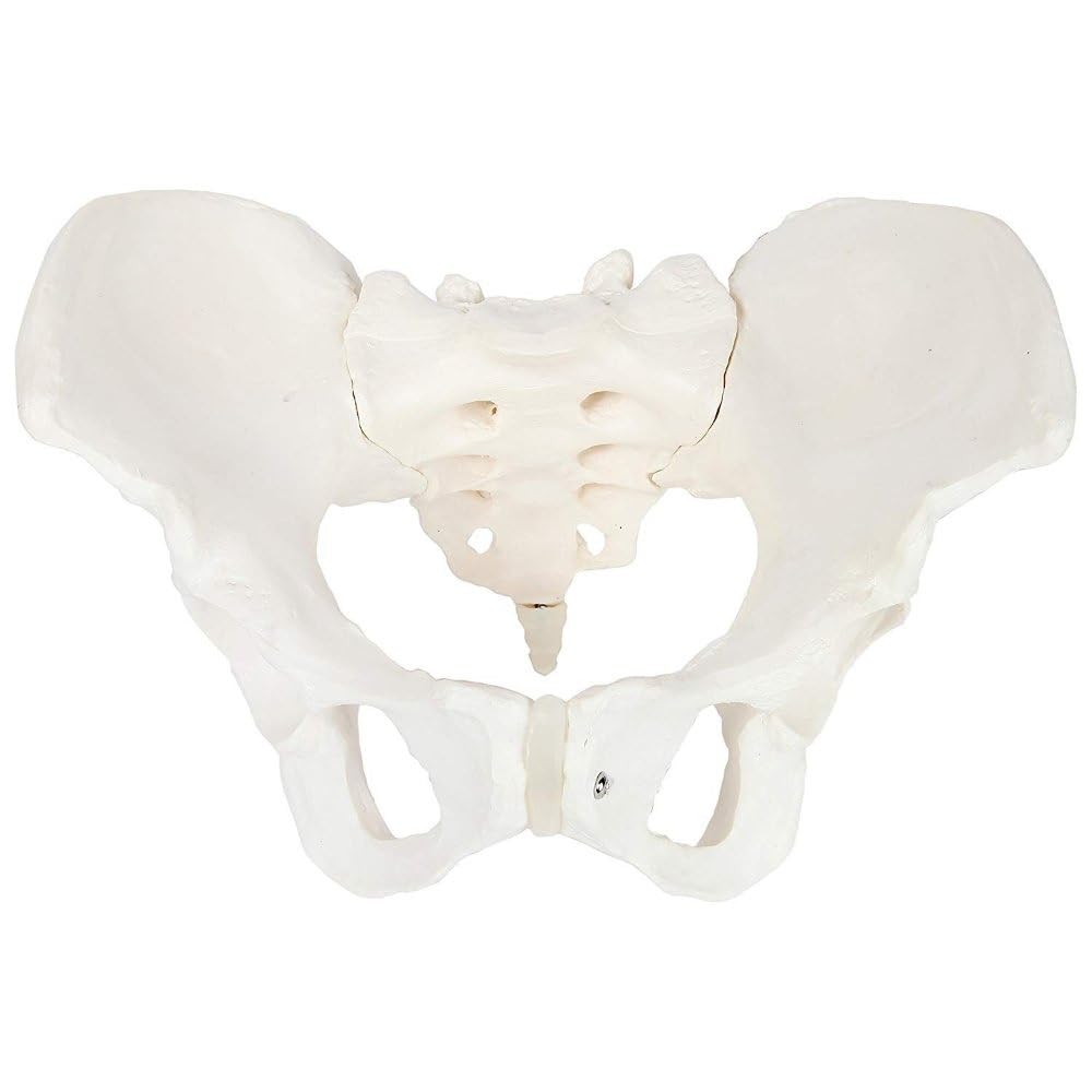 KKI Adult Human Female Pelvis Bone Skeleton Anatomy Model Anatomical Accurate for Professional Medical Training and Education (B0B76TNTRL) Amazon Price History, Amazon Price Tracker