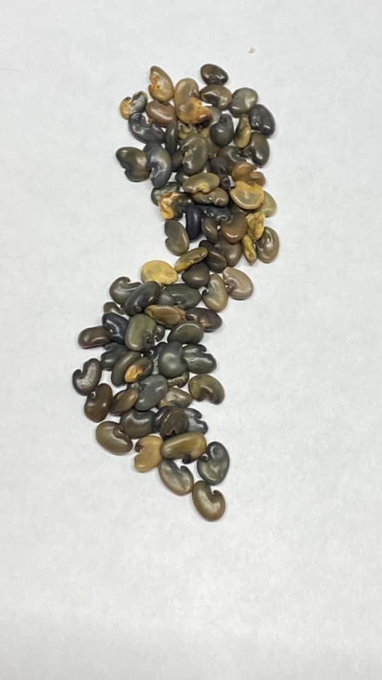 Miniatura 3 de 25 Semillas de Cáñamo Sun 1108