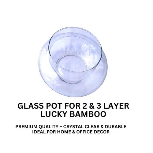 Glass Pot for 2 & 3 Layer Lucky Bamboo | Transparent Curved Dish   - 6 Inch, Pack of 1 | Ideal for Indoor Water Plants, Home & Office Decor - Image 2 thumbnail