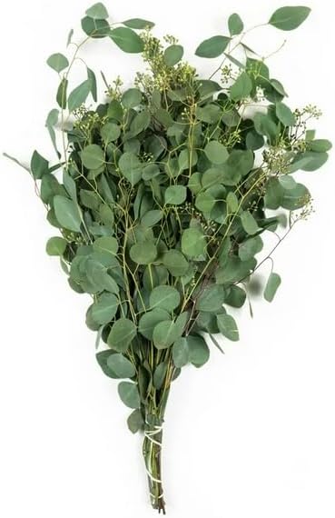 Assorted California Greens – 20 Fresh Bunches (4 Varieties) – Eucalyptus, Euonymus, Pittosporum & Seasonal Greens for Bouquets, Centerpieces, and Floral Arrangements