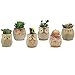 CherryPig JMINTG 6 in Set 2.5 Inch Owl Pot Ceramic Flowing Glaze Base Serial Set Succulent Plant Pot with A Hole