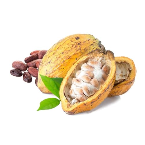Muda de Cacau Produtiva Theobroma Cacao + Manual de Plantio