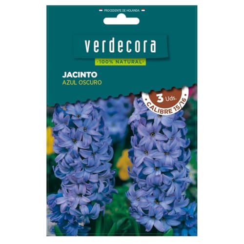 Verdecora Bulbos de Jacinto Azul Oscuro (3 uds) | Hyacinthus orientalis | Floración en Primavera | Ideal para Jardines y Macetas | Flores Aromáticas y Coloridas (PORTES INCLUIDOS)