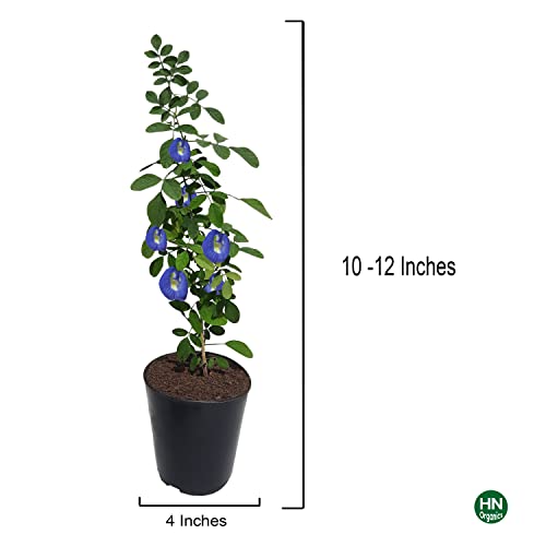 Image of Blue Aparajita Flower Plant with Pot | All Season Plants | for Home Garden (Blue Aparajita)