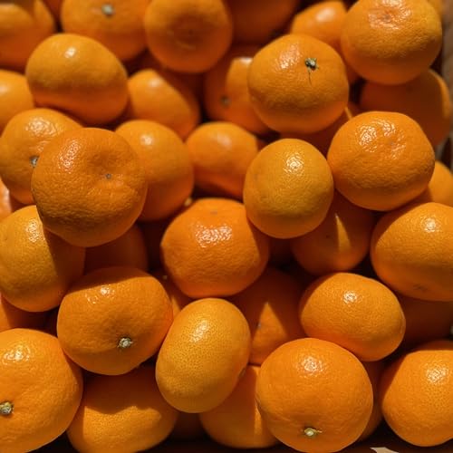 ݂ Y 2kg  STCYȉ ЂƌTCYyZRNzt[c}CX^[ ؃\G 甖 R݂