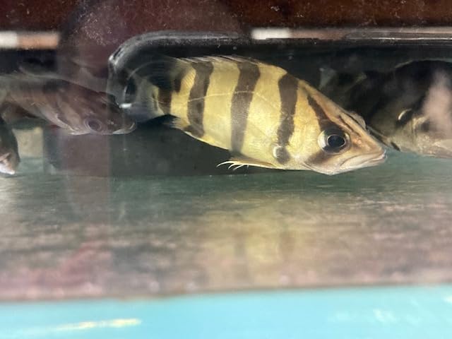 Amazon | （熱帯魚）ダトニオ フォーバータイガーフィッシュ 6-7cm