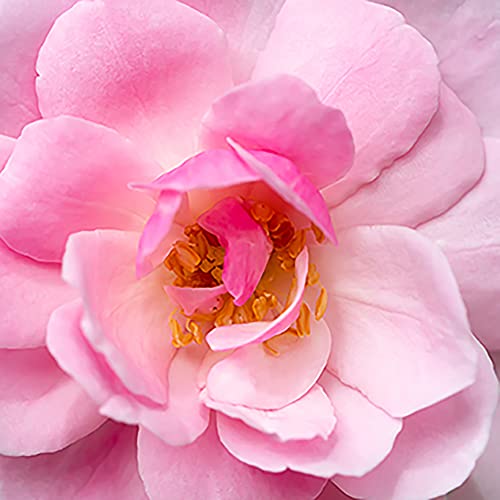 Image of L'Occitane L'Occitane Rose Body Lotion: Moisturizing | Romantic Rose Fragrance | With Shea Butter | Softening | Made in France (Pack of 2)