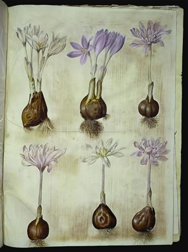 Tableau Toile Colchicum Autumnale par Hans Simon Holtzbecker Affiches d'Art 60x90cm