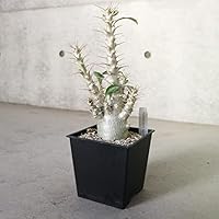 Amazon｜パキポディウム ラメリー 8号大苗【品種で選べる観葉植物/1個