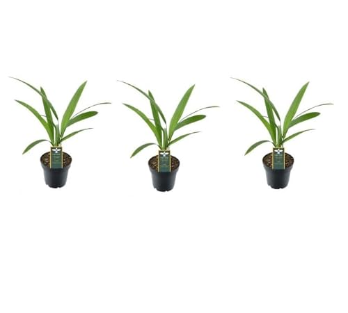3er-Set Chinesische Hanfpalme Trachycarpus Fortunei, ca. 25 cm Höhe - Winterharte Palme für Garten und Terrasse - Exotische Pflanze für Innen- und Außenbereich 3er-Set Chinesische Hanfpalme Trachycarpus Fortunei, ca. 25 cm Höhe - Winterharte Palme für Garten und Terrasse - Exotische Pflanze für Innen- und Außenbereich