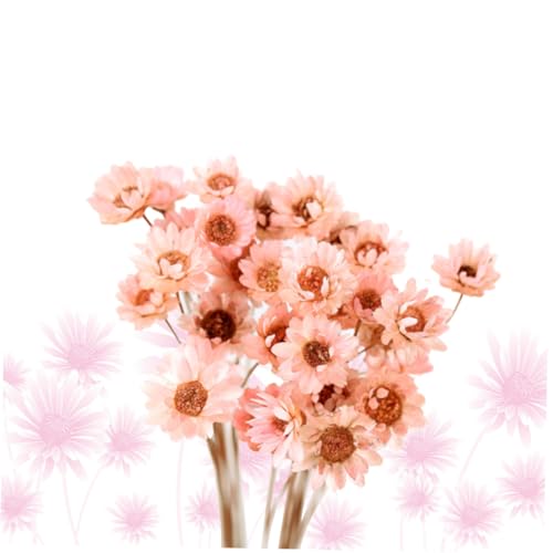 30 flores secas Daisy preservadas para decoración miniatura 7