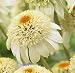 Milkshake Coneflower Seeds Beautiful Summer Blooms Fresh