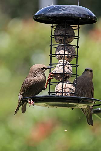 Henry Bell Heavy Duty Fat Ball Feeder Black