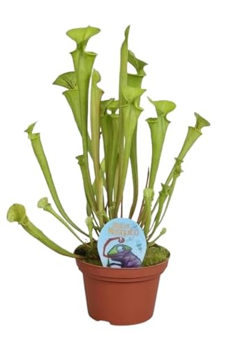 Sarracenia - Planta Carnívora Natural Ideal para Reducir Población de Mosquitos