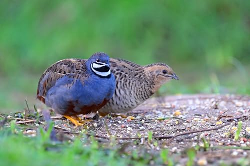 18ct Exotic Button Quail Hatching Eggs Many Varieties & Colors Pittsburgh Quail & Menzl Homestead