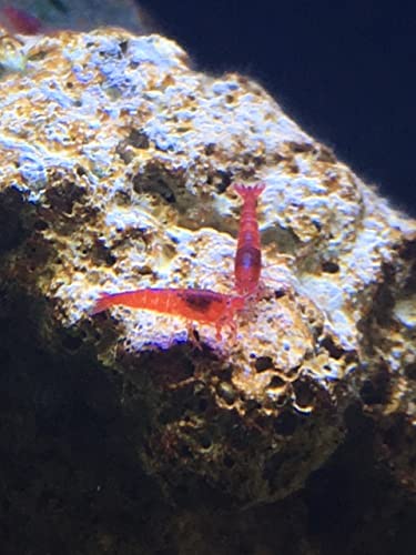 25 Hawaiian Red Shrimp Aka Opae Ula #TOP2
