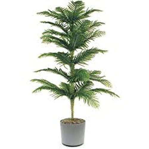 See full amazon price history chart for Grun Live Plant Good Luck Areca (Butterfly) - Home/Office Balcony Indoor Office Plant Grun Live Plant Good Luck Areca (Butterfly) - Home/Office Balcony Indoor Office Plant (B093WJWS9Z) Amazon Price History, Amazon Price Tracker