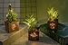 BEGONDIS Set of 3 Artificial Succulents with Led Lights in Wooden Box, Artificial Plants Plastic Fake Topiary for Home/Office Decorations, Table Centerpiece