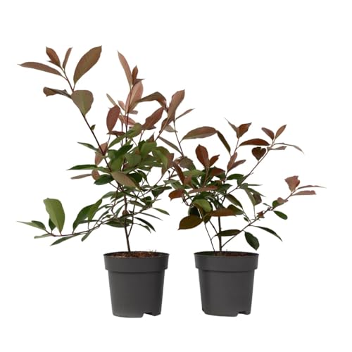 Plant in a Box - Photinia fraseri Red Robin - planta de níspero rojo - set de 2 - hojas rojas - Maceta 17cm - Altura 30-40cm