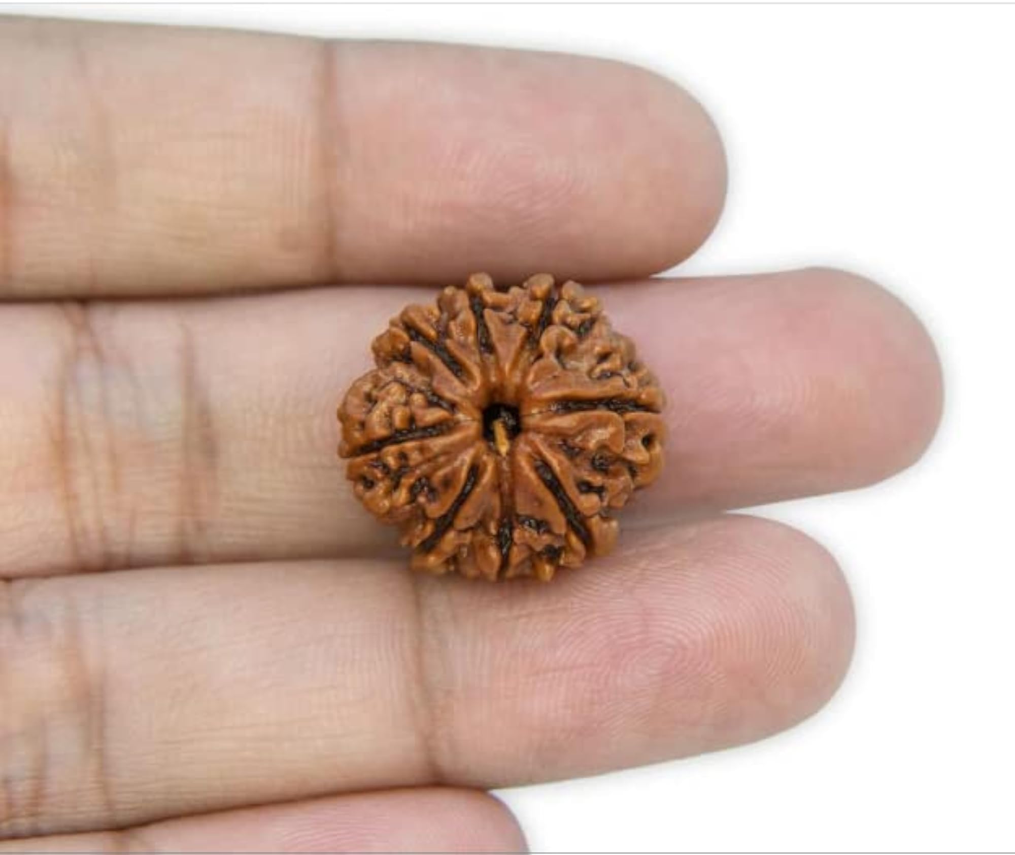 Eight Face Rudraksha Capping, Lord Shiva Blessing