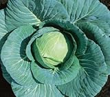 Cabbage Blue Vantage 500 Seeds