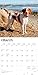 Brittanys | 2026 12 x 24 Inch (Hanging) Monthly Square Wall Calendar | Plastic-Free | BrownTrout | Animals Dog Breeds