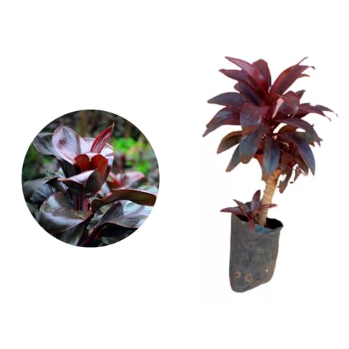 Genérico, Muda de Dracena Baby Chocolate 20 a 40cm AMK - Plantas Online