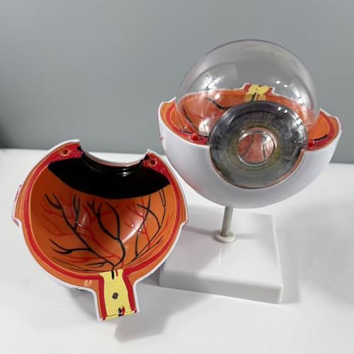 Image of Haobase 6X Enlarged Human Eye Anatomy Model, Magnified Eyeball with Detachable Bracket