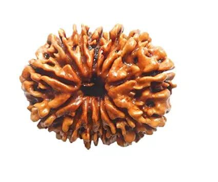 13face rudrakash with golden kunda or silk dori/original rudrakash for good luck,sucess,busniess etc.