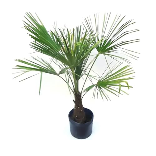 AMK Jardinagem e Paisagismo, Muda de Palmeira Buriti 20 a 40cm AMK - Plantas Online