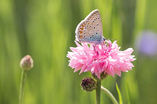 Earthcare Seeds Cornflower Tall Pink Heirloom Bachelors Button 1000 Seeds Centaurea Cyanus #TOP1